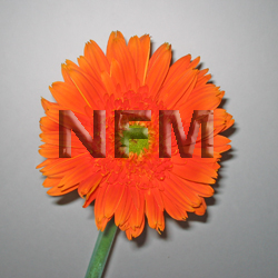 orange gerbera daisies